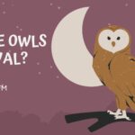 Are Owls Loyal?